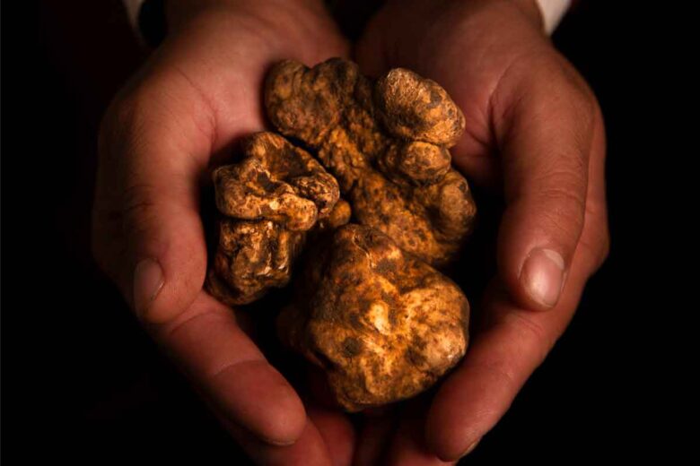 tartufo cibò