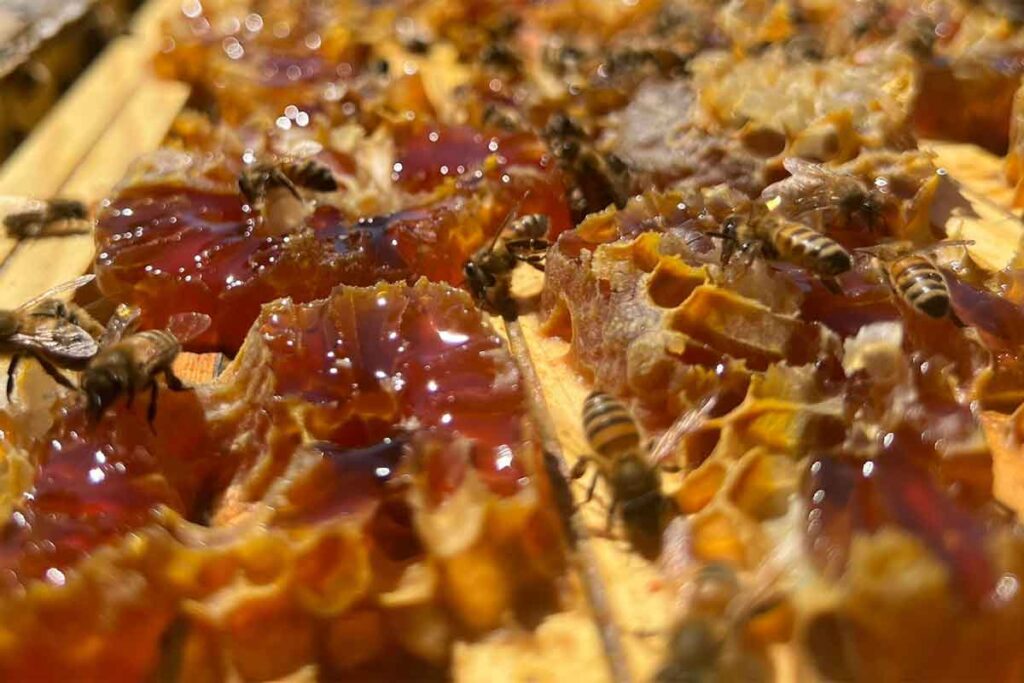 craft honey
